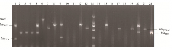 Fig 2. The result of samples from 33 positive blood culture bottles in 4h MT-PCR array. The target genes are expressed clearly without non-target gene expression. 