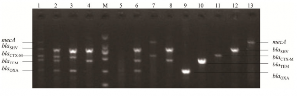 Fig. 1 The MT-PCR result of samples from 12 spiked blood culture bottles. No 9~No. 13 are the control groups for the target genes. No.1~No.8 showed clear expression for the target genes in MT-PCR array without other cross-amplification.