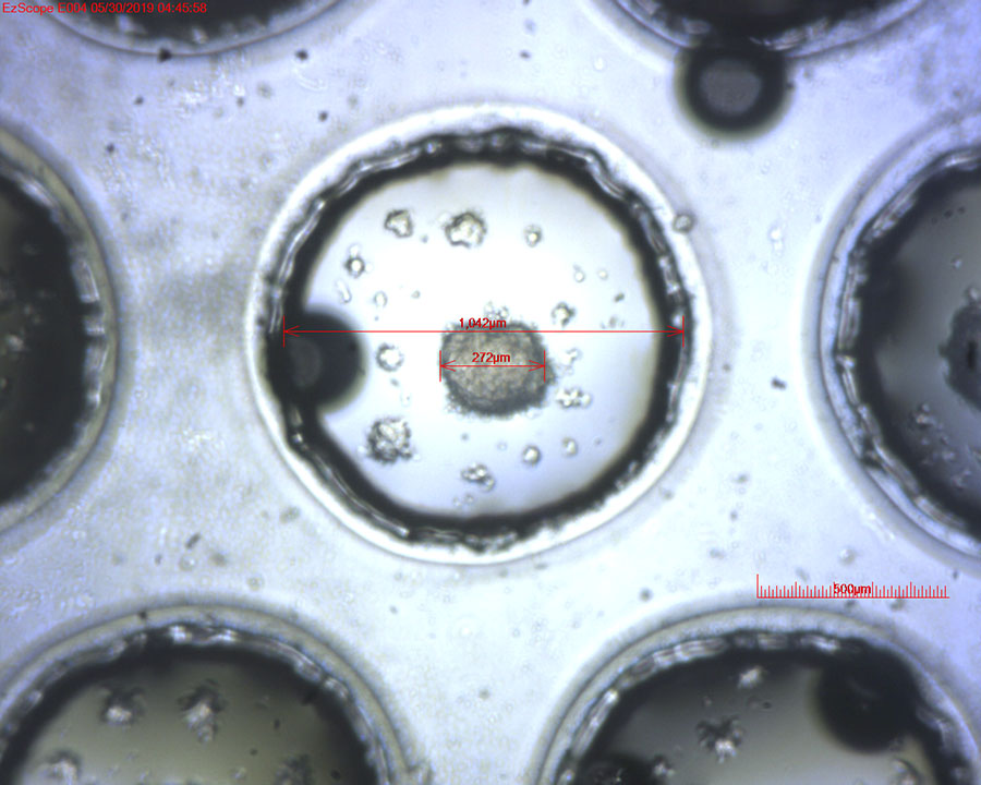 12hr 3d tumorsphere chip