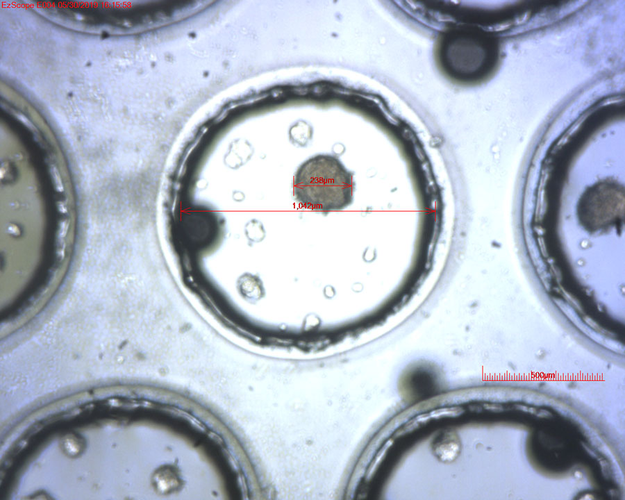 24hr 3d tumorsphere chip