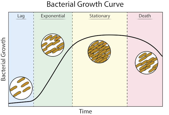 Bacterial Growth Curve