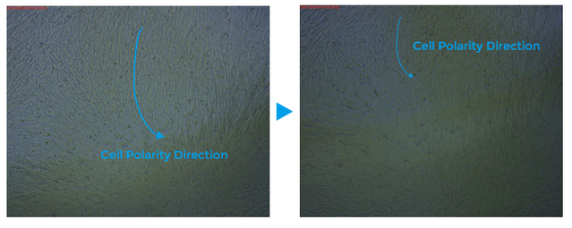 cell polarity changes were observed for HPAEpiC cultured under the gas-liquid interface