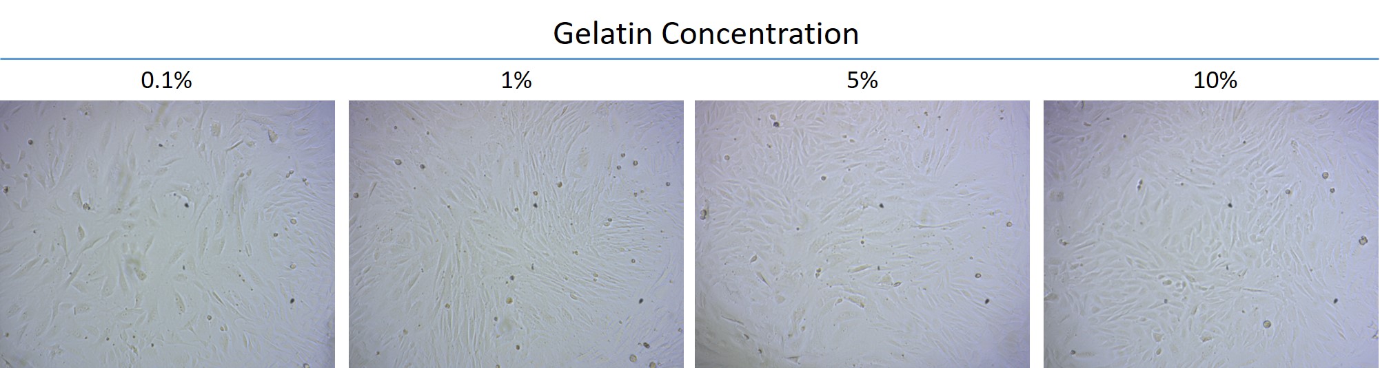 The adipose-derived stem cells of rabbits cultured in gelatin