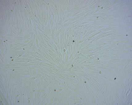 The original condition of the adipose-derived stem cells of rabbits